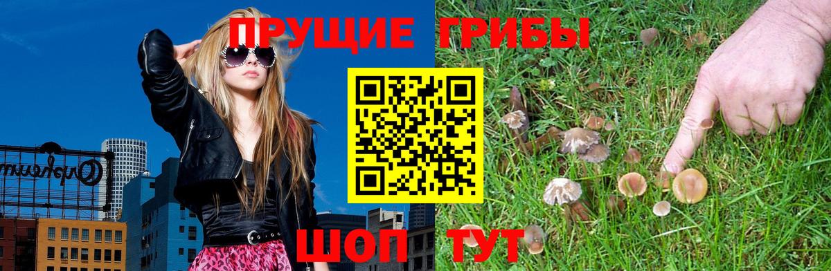 Псилоцибиновые грибы Psilocybe  Вход с VPN  Псилоцибиновые грибы прущие грибы  Ногинск 